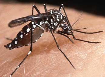 mosquitodengue.jpg - 31.81 Kb