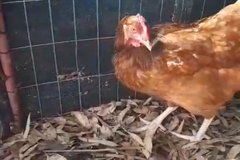 Medidas del MGAP tras confirmar caso de influenza aviar en aves de traspatio en Colonia