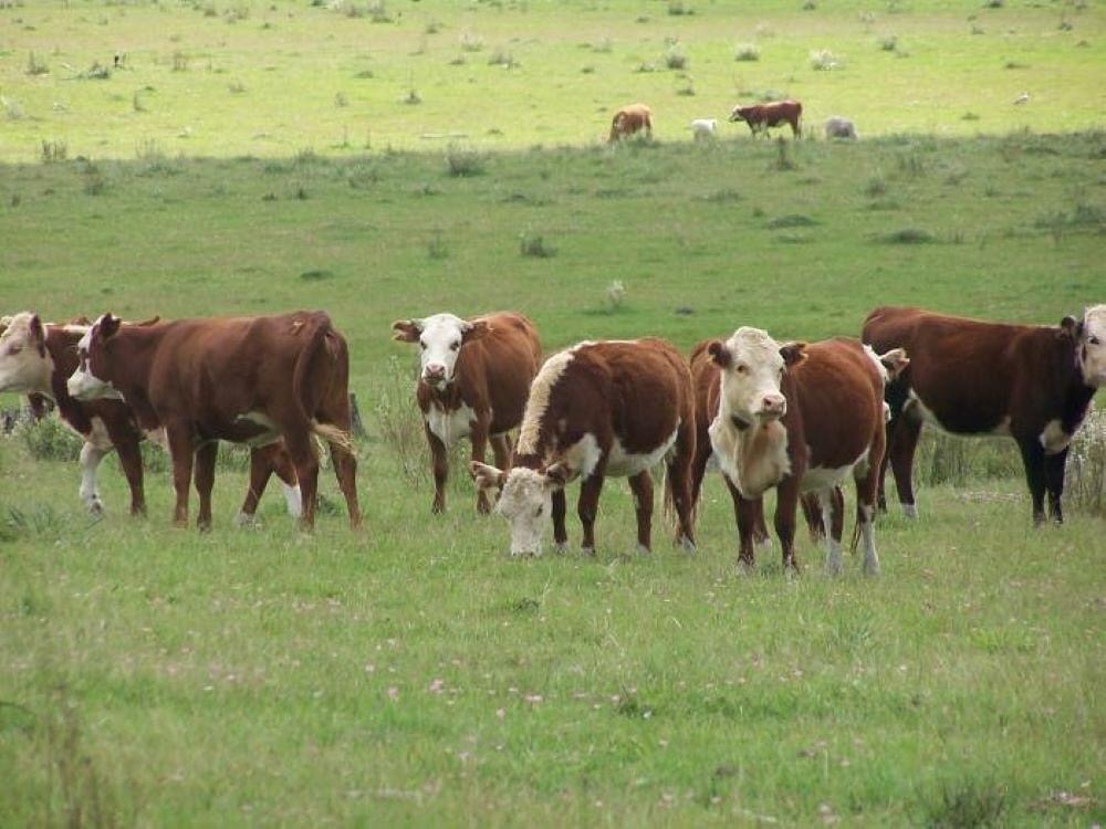 En Tacuarembó comienzan los cursos vinculados al sector agropecuario