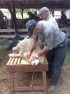 Imagen de muestra